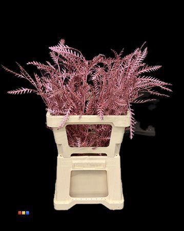 <h4>Grevillea Ivanhoe Metallic Pink</h4>