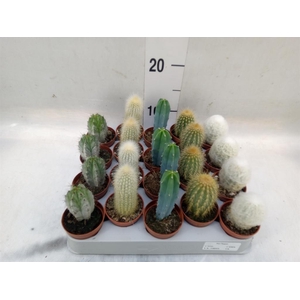 Cereus   ...