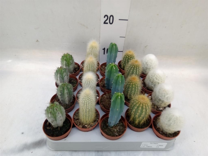 <h4>Cereus   ...</h4>