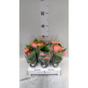 Anthurium andr. 'Orange Champion'