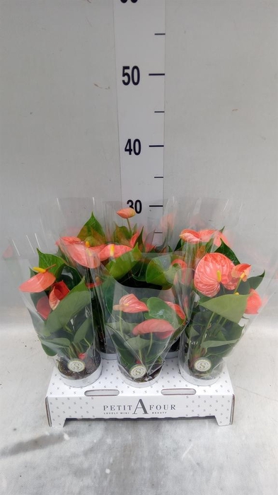 <h4>Anthurium andr. 'Orange Champion'</h4>