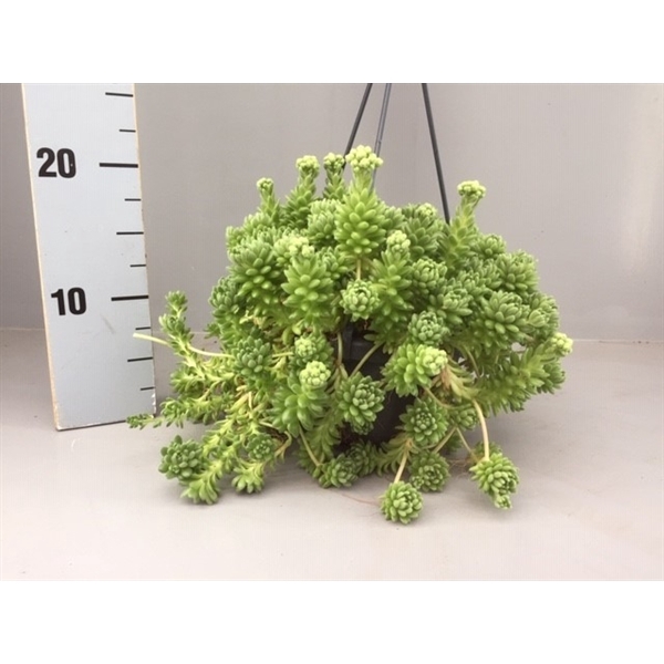 <h4>Sedum Hirsutum</h4>