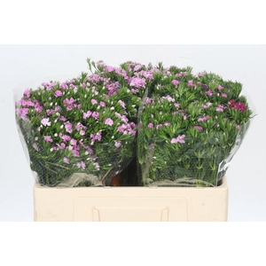 Dianthus Br Amazon Rose Magic