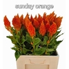 Celosia Sunday Orange