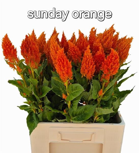 <h4>Celosia Sunday Orange</h4>