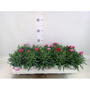 Dianthus car. 'Peman'