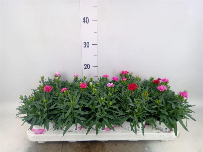<h4>Dianthus car. 'Peman'</h4>