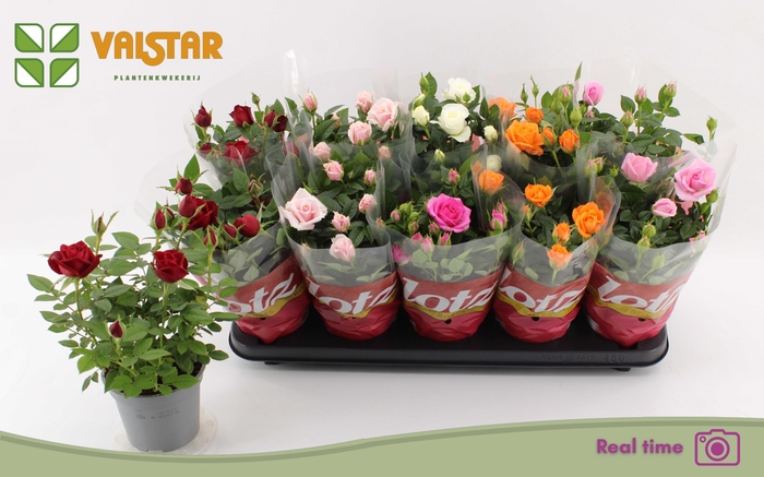 <h4>RO LOTZ OF GEM 6 KL</h4>