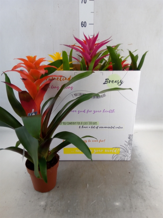 <h4>Guzmania   ...mix</h4>