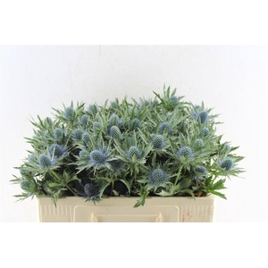 Eryngium Aquarius Qstar