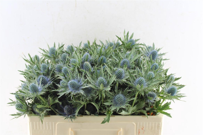 <h4>Eryngium Aquarius Qstar</h4>
