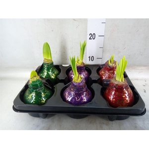 Hippeastrum   ...waxed