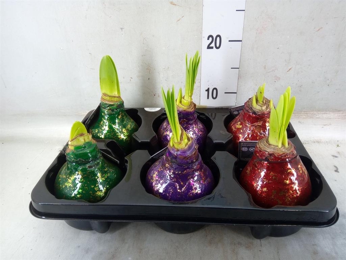 <h4>Hippeastrum   ...waxed</h4>