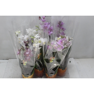 PHALAENOPSIS MINI P09 2 HT