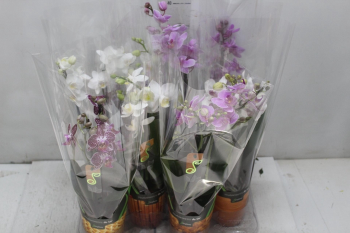 <h4>PHALAENOPSIS MINI P09 2 HT</h4>