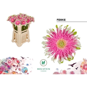 Gerbera Gerpasta Femke