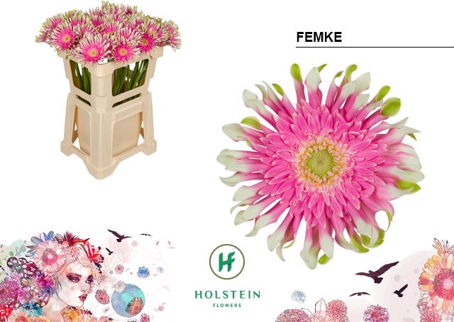 <h4>Gerbera Gerpasta Femke</h4>