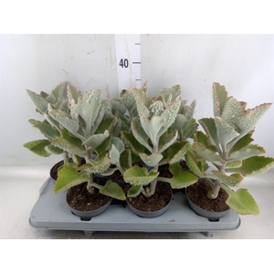 Kalanchoe NF beharensis