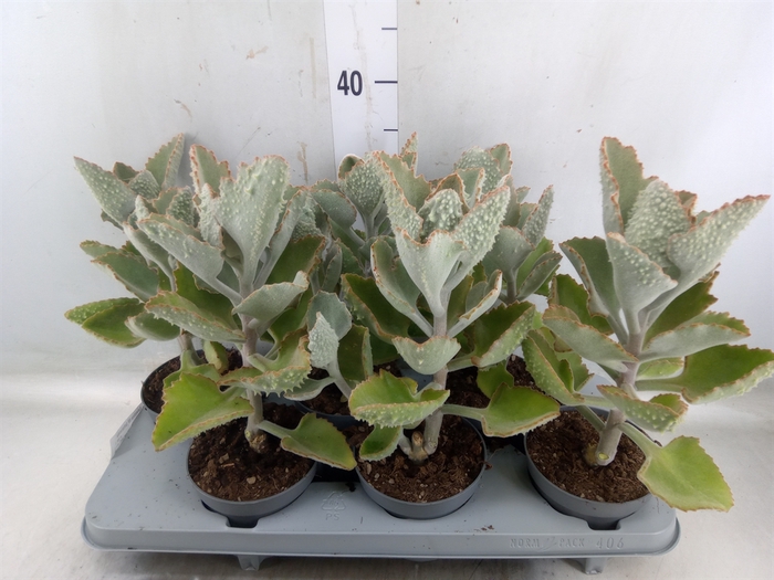<h4>Kalanchoe NF beharensis</h4>