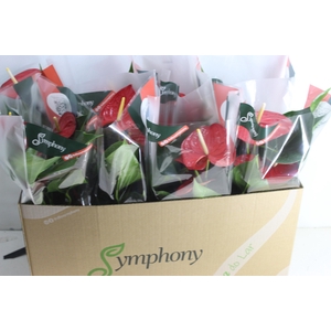ANTHURIUM QUERIDA P15