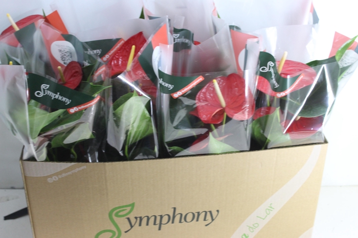 ANTHURIUM QUERIDA P15
