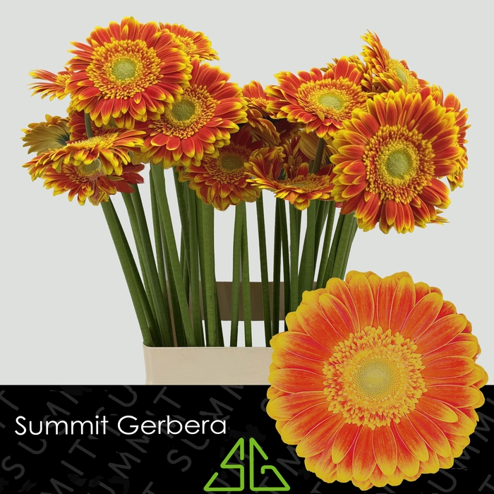 <h4>Gerbera Wannabe Water x40 Lang</h4>