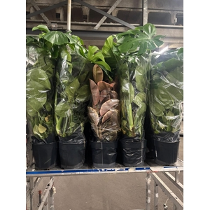 DIEFF SE TROPIC SNOW