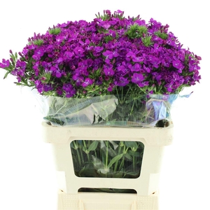 DI BARB AM NEON PURP