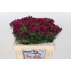 Dianthus Ba  Am Neon Cherry