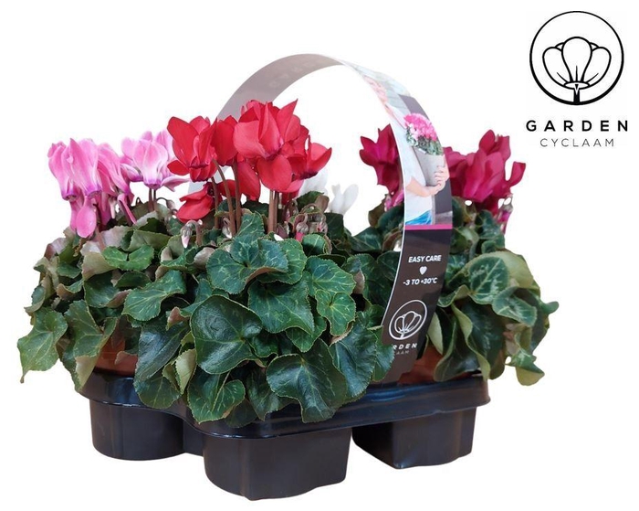 <h4>Cyclamen GARDEN 4 PACK</h4>
