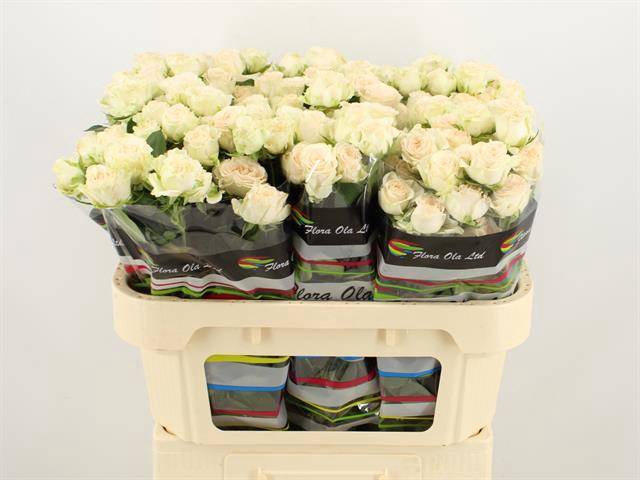 <h4>R Tr Sofie Flora Ola</h4>