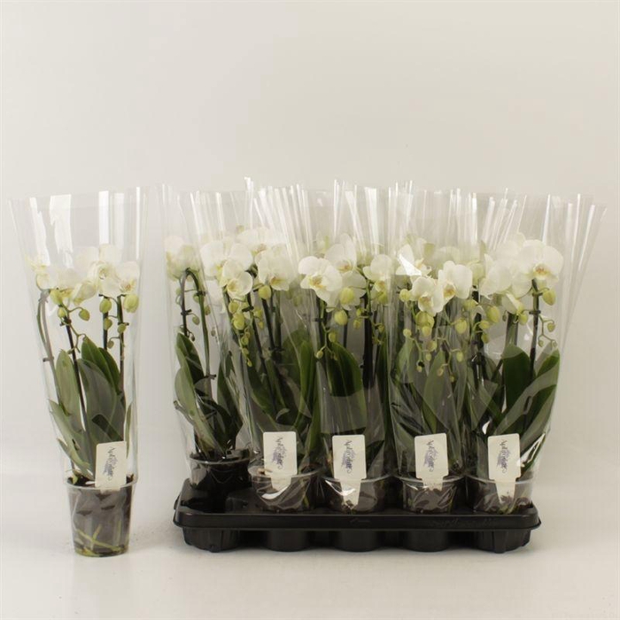<h4>PHAL EL CASCADE</h4>