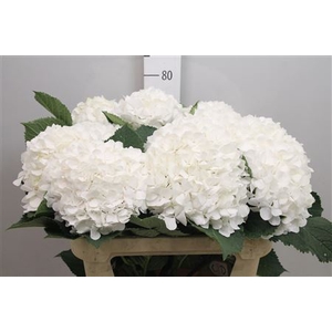 Hydr M White Verena