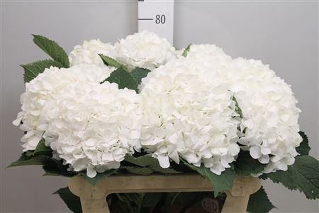 <h4>Hydr M White Verena</h4>