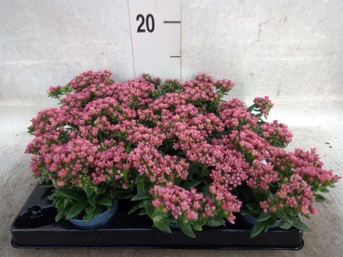 <h4>Crassula schmidtii</h4>