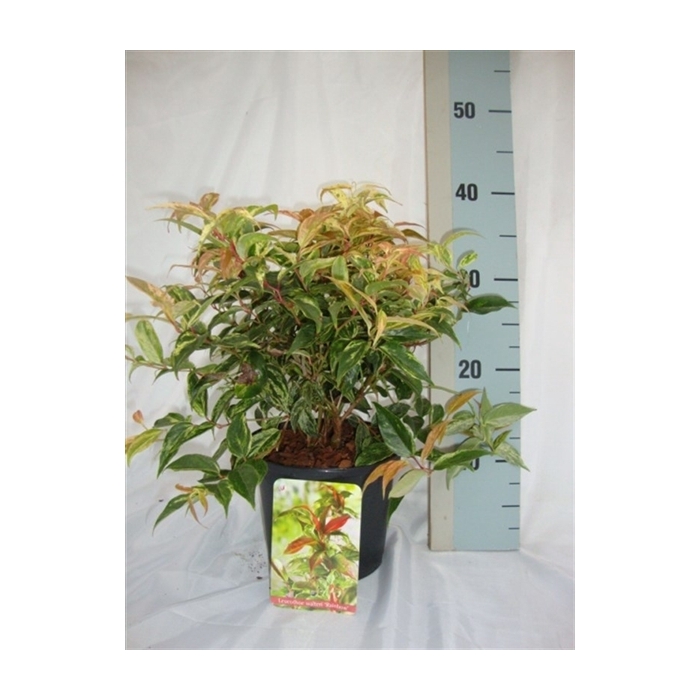 <h4>Leucothoe walteri 'Rainbow'</h4>