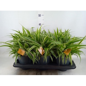 Chlorophytum com. 'Ocean'