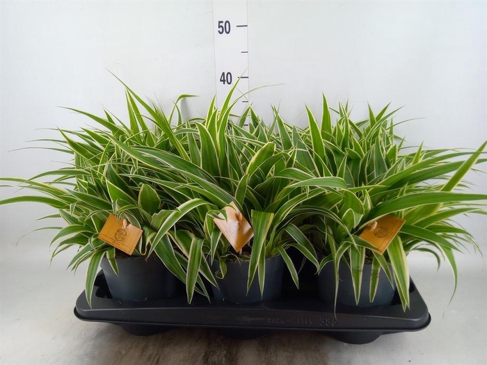 <h4>Chlorophytum com. 'Ocean'</h4>