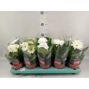 Gerbera  'Flori Line Wit'
