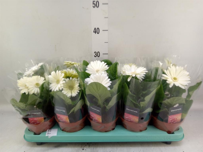 <h4>Gerbera  'Flori Line Wit'</h4>