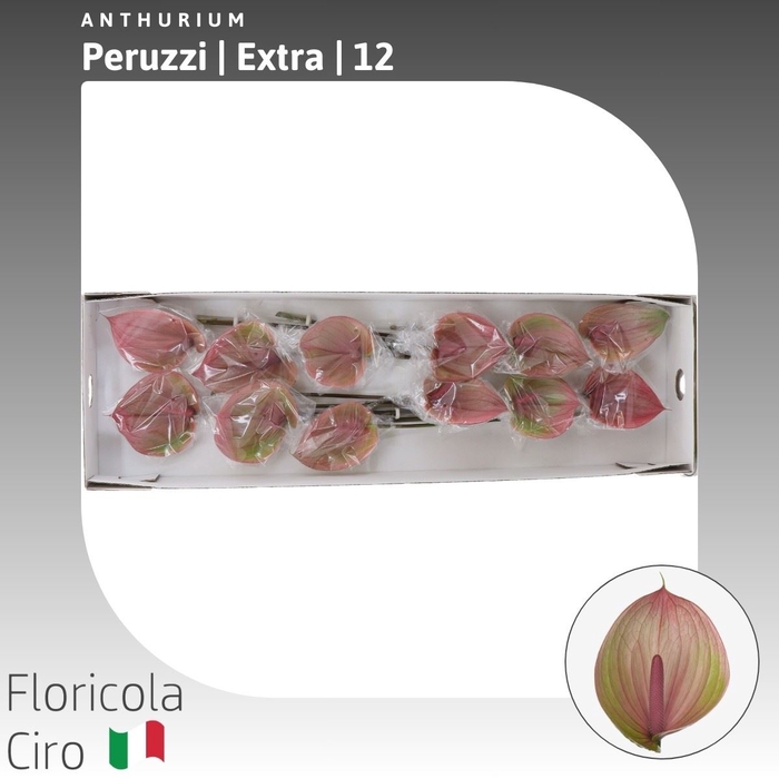 <h4>Anthurium Peruzzi | Extra</h4>