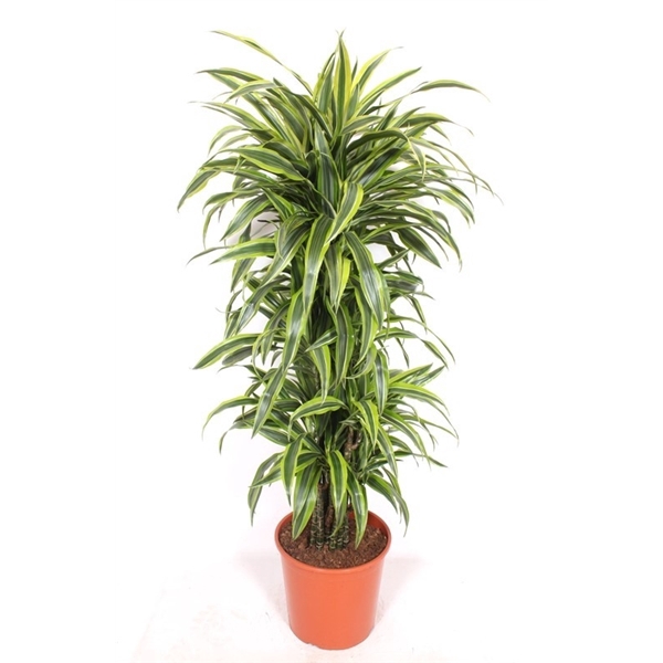 <h4>Dracaena Lemon Lime</h4>