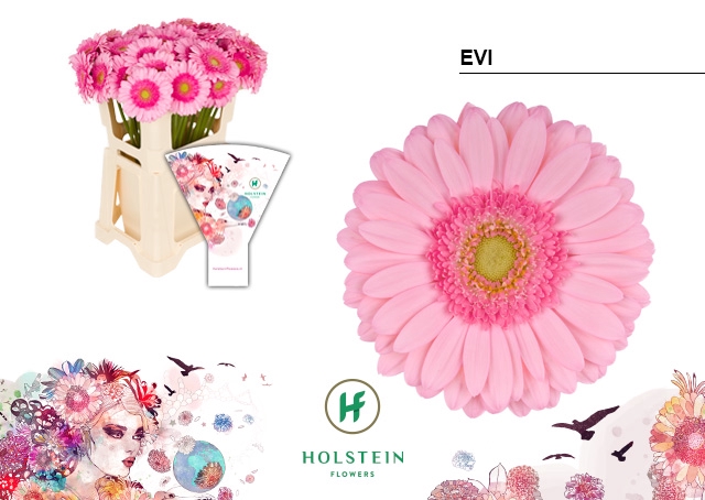 <h4>Gerbera Evi Water</h4>