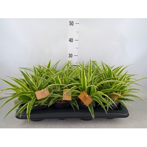 Chlorophytum com. 'Ocean'