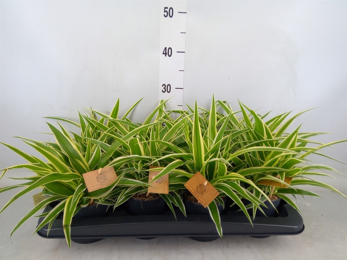 <h4>Chlorophytum com. 'Ocean'</h4>