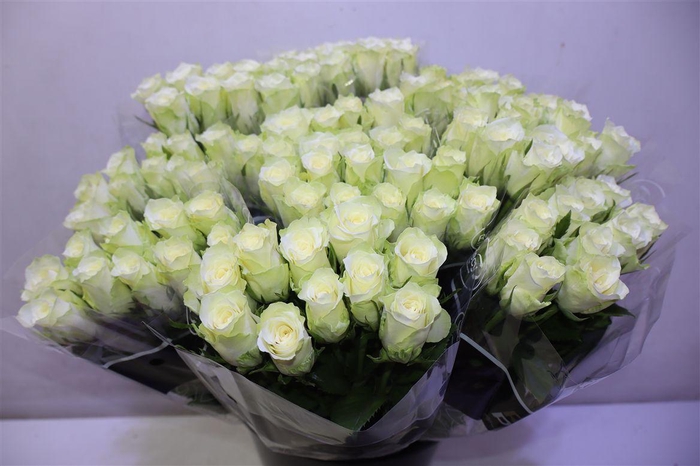 <h4>R Gr Athena X10</h4>