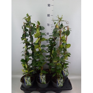 Trachelospermum jasm.