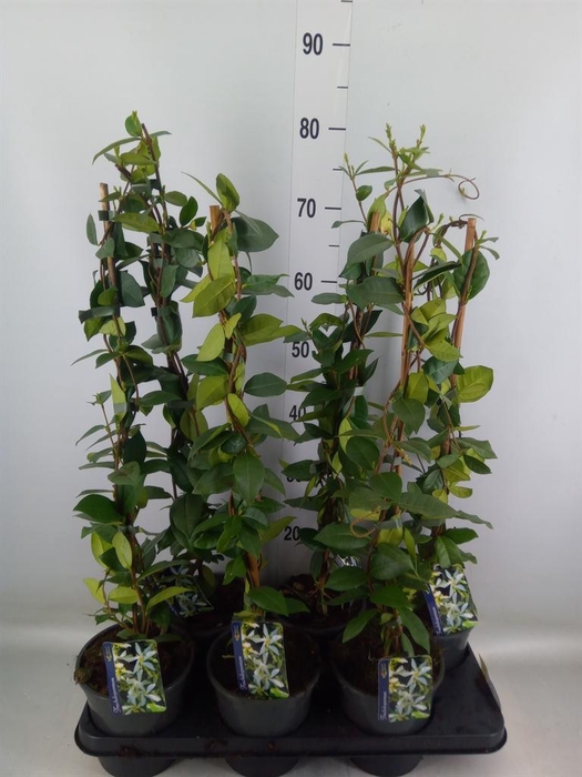 <h4>Trachelospermum jasm.</h4>