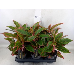 Aglaonema  'Jungle Red'