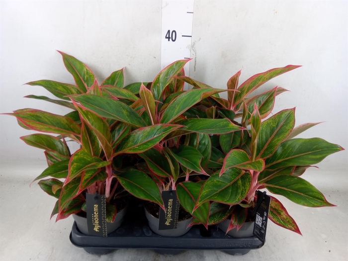 <h4>Aglaonema  'Jungle Red'</h4>